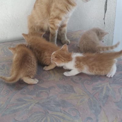 Sahiplenmeyi Bekleyen 5 Şirin Yavru Kedi