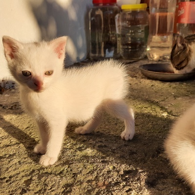 2 kedi yavrusu dişi ve erkek