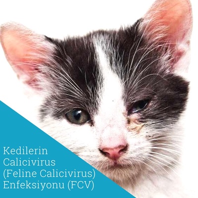 Kedilerin Calicivirus Feline Calicivirus Enfeksiyonu Fcv 