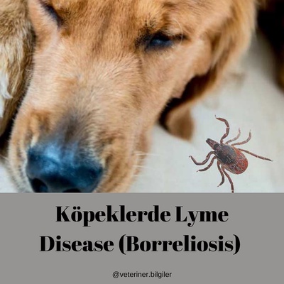 Kopeklerde Lyme Veya Borreliosis Hastalığı
