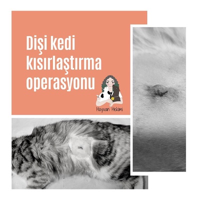 Dişi Kedi Kısırlaştırma Operasyonu