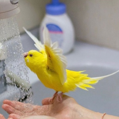 Kuşlara Banyo Nasıl Yaptırılır?