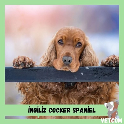 İngiliz Cocker Spaniel Köpek Tür Özellikleri