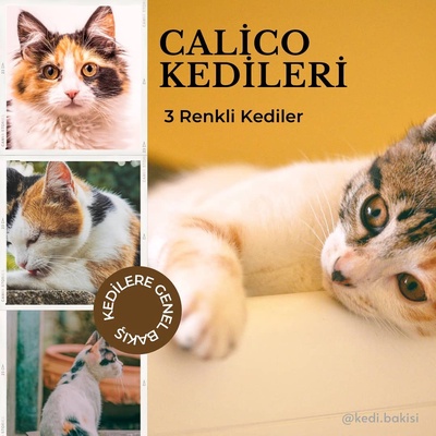 Calico Kedi Tür Özellikleri