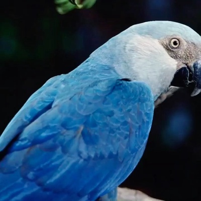 Spix Macaw Papağanı'nın Nesli Tükeniyor