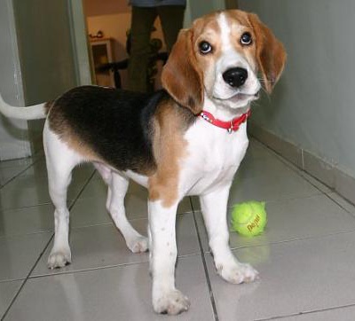 hektor Erkek Beagle