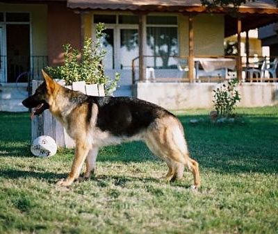 paphia Dişi Alman Çoban Köpeği