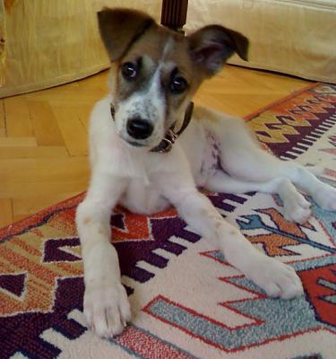 prenses Dişi Jack Russell Terrier