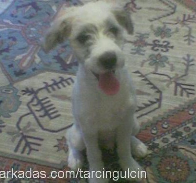 tarçın Erkek West Highland White Terrier