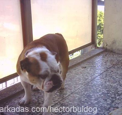 hector Erkek İngiliz Bulldog