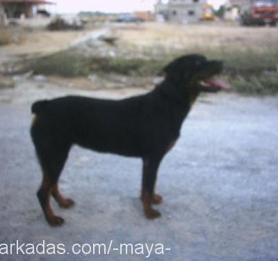 maya Dişi Rottweiler