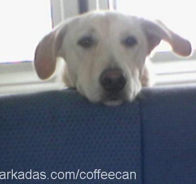coffee (kafi) Erkek Labrador Retriever