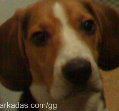 GG Erkek Beagle