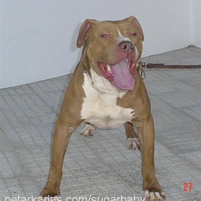 pirana Erkek Amerikan Pitbull Terrier