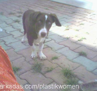 Buzzo Dişi Jack Russell Terrier