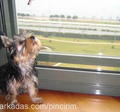 maya Dişi Yorkshire Terrier