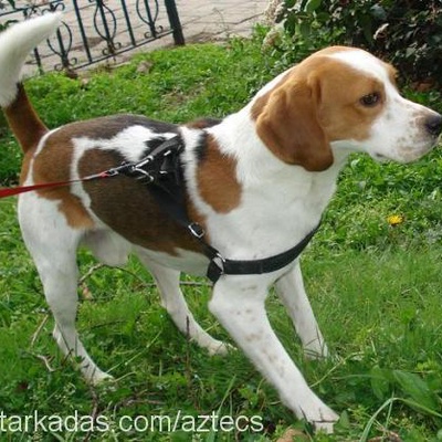 scrublle Erkek Beagle