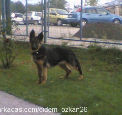 kontess Dişi Alman Çoban Köpeği
