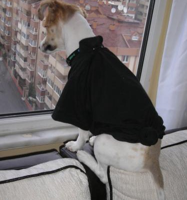 maskara Erkek Jack Russell Terrier