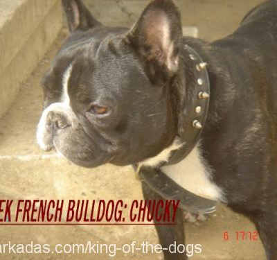 chucky Erkek Fransız Bulldog