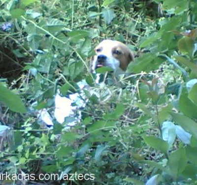 scrublle Erkek Beagle