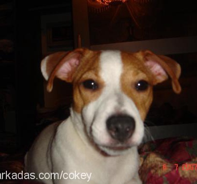 cokey Dişi Jack Russell Terrier