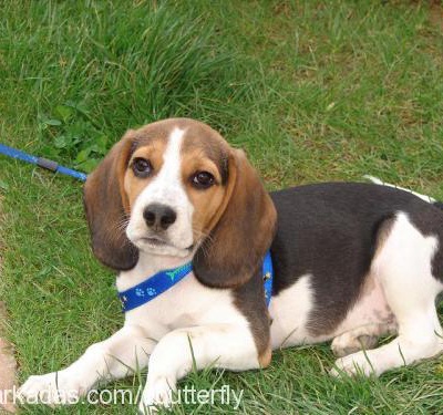 RUDY Erkek Beagle