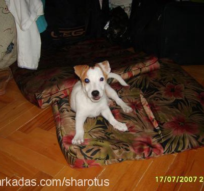 KORSAN Erkek Jack Russell Terrier