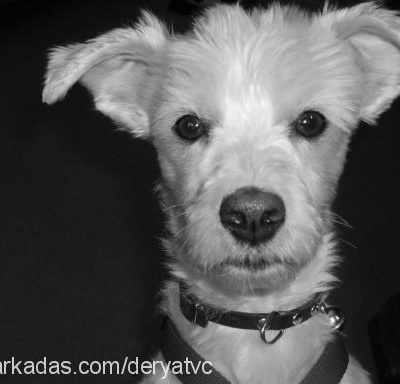 ody Erkek West Highland White Terrier