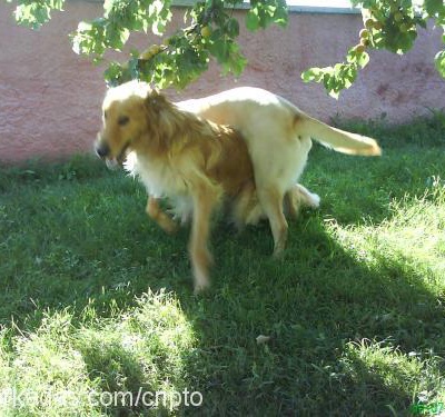 fox Erkek Labrador Retriever