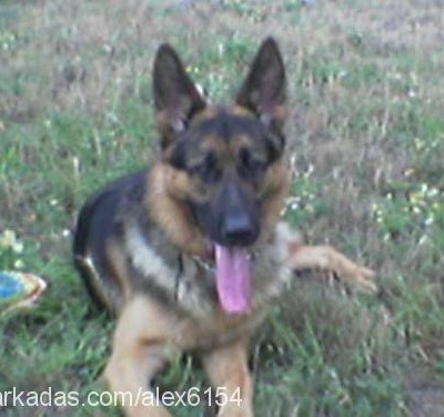 ALEX Erkek Alman Çoban Köpeği