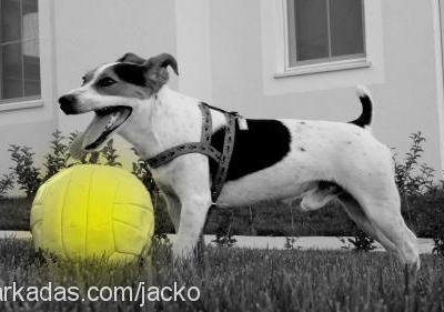 Jacko Erkek Jack Russell Terrier