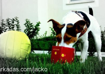 Jacko Erkek Jack Russell Terrier