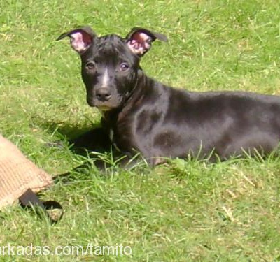 ZEYNA Dişi Amerikan Staffordshire Terrier