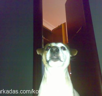 korsan Erkek Jack Russell Terrier