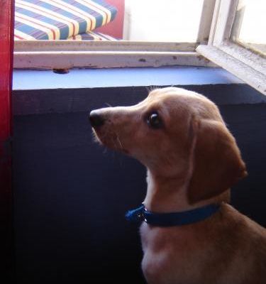 kaju Erkek Jack Russell Terrier