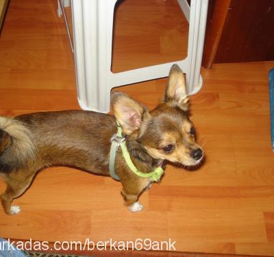 pinky Erkek Chihuahua