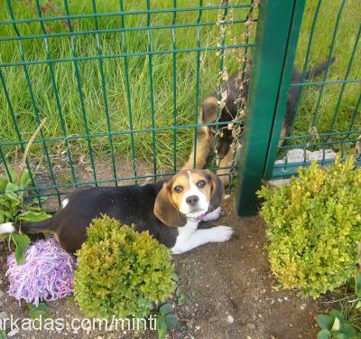 siredwardboni Erkek Beagle