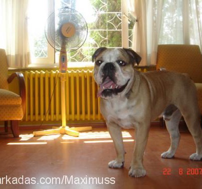 Maximuss Erkek İngiliz Bulldog