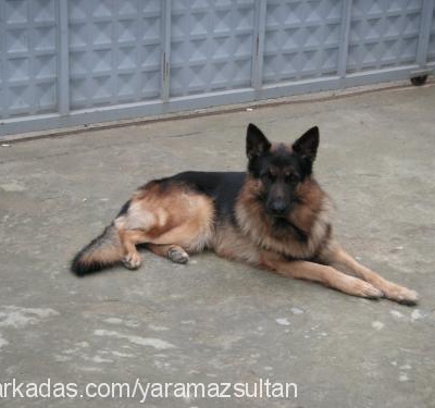 sultan Dişi Alman Çoban Köpeği