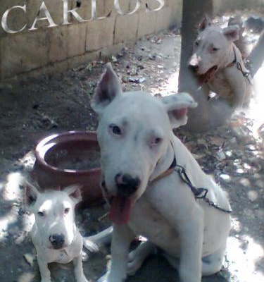 Carlos Erkek Amerikan Pitbull Terrier