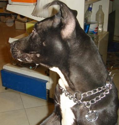 black Dişi Amerikan Pitbull Terrier