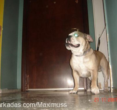 Maximuss Erkek İngiliz Bulldog