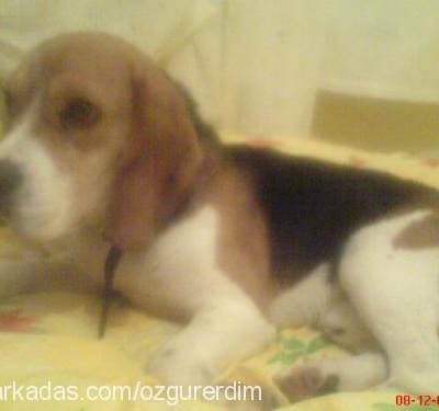 brownİ Erkek Beagle
