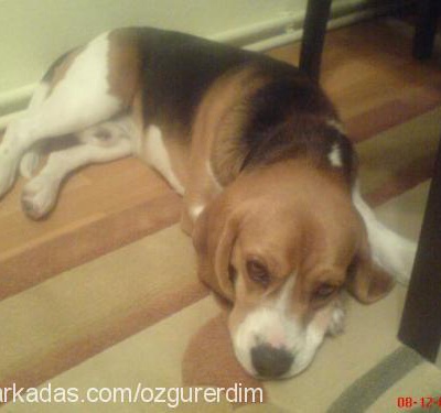 brownİ Erkek Beagle