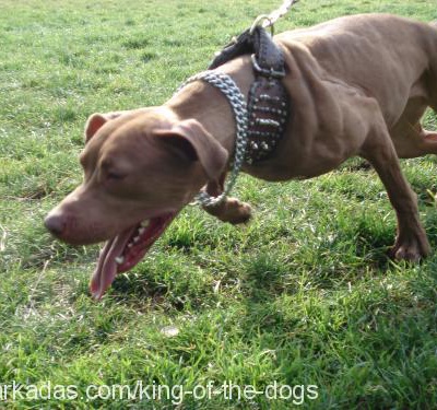 ethna Dişi Amerikan Pitbull Terrier