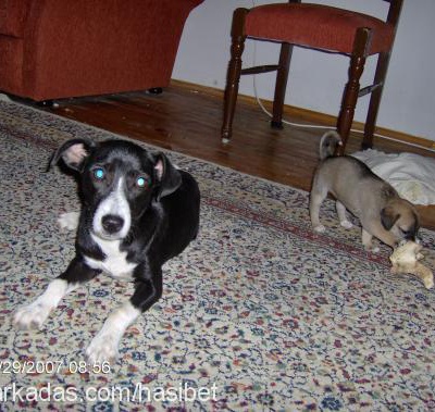 dantel Dişi Jack Russell Terrier