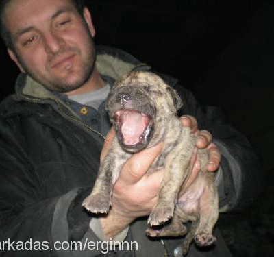 toro Erkek Amerikan Pitbull Terrier