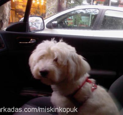 köpük Dişi West Highland White Terrier