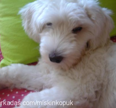 köpük Dişi West Highland White Terrier